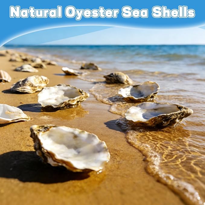 20Pcs 5"-6" Concave Oyster Shells - Image 8
