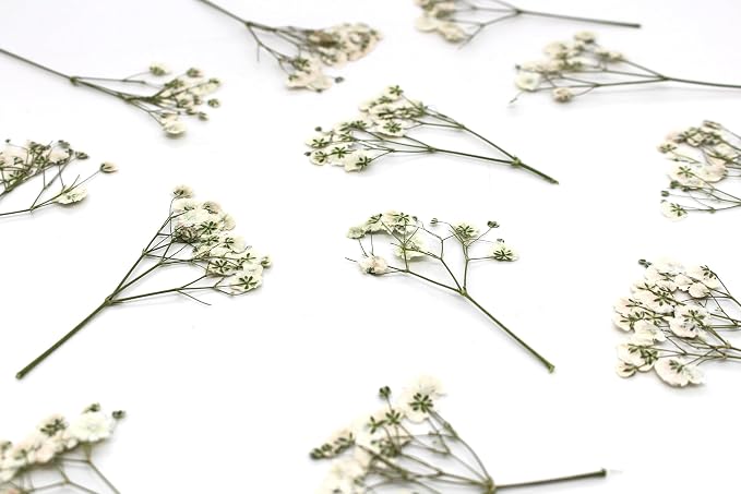 Dried Babys Breath White, Natural Pressed Flowers - Image 7