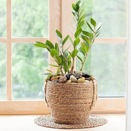 FANTIAN 10 lbs Stones for Plants, 1-2 inch Polished Pebbles for Indoor Plants - Image 9
