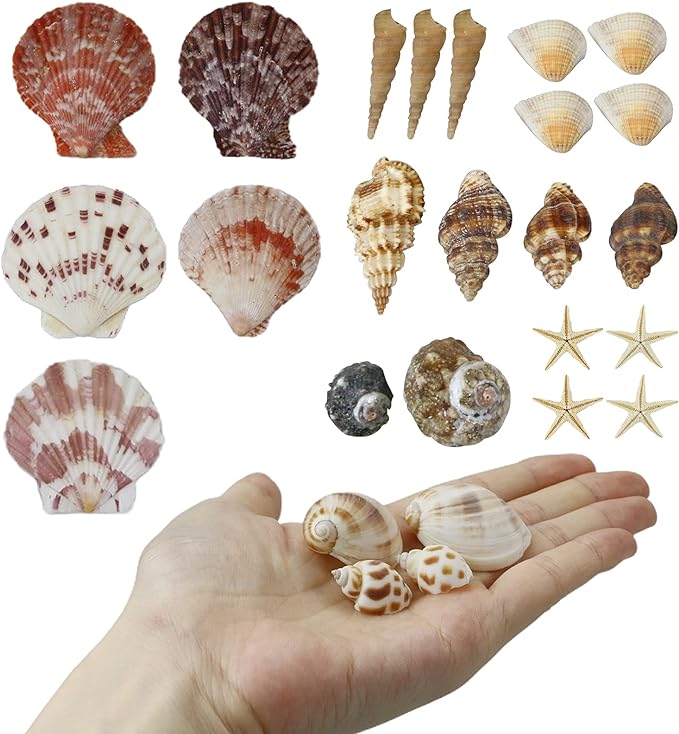 WEOXPR Mixed Sea Shells, 100+ Pcs Beach Seashells Starfish, Various Sizes Ocean - Image 6