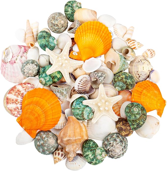 Natural Sea Shell Mixed Ocean Shells Set - Image 7