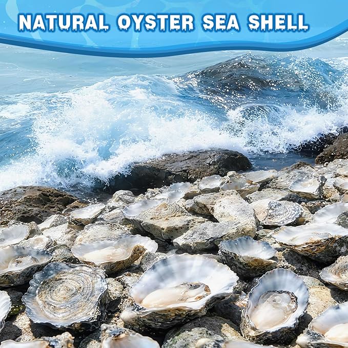 30Pcs 4"-5" Concave Oyster Shells - Image 7