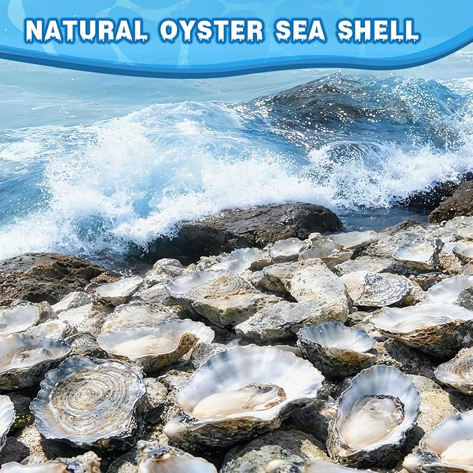 30Pcs 5"-6" Concave Oyster Shells - Image 7
