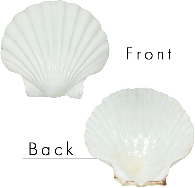 SEAJIAYI 6PCS Scallop Shells for Serving Food, Baking Shells Large Natural - Image 2