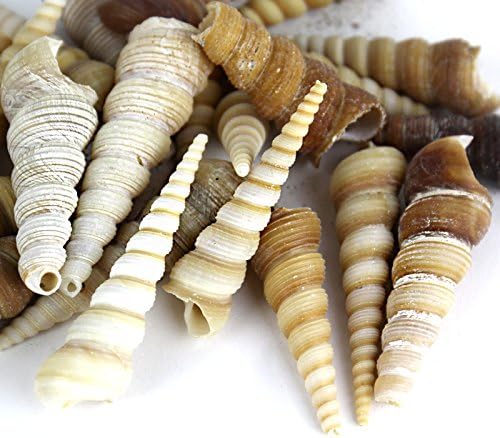 Super Z Outlet Sea Shells Mixed Beach Seashells - Image 3
