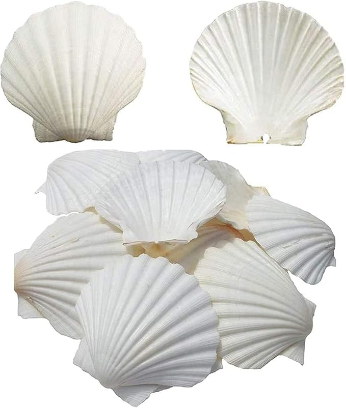 SEAJIAYI 6PCS Scallop Shells for Serving Food, Baking Shells Large Natural by SEAJIAYI