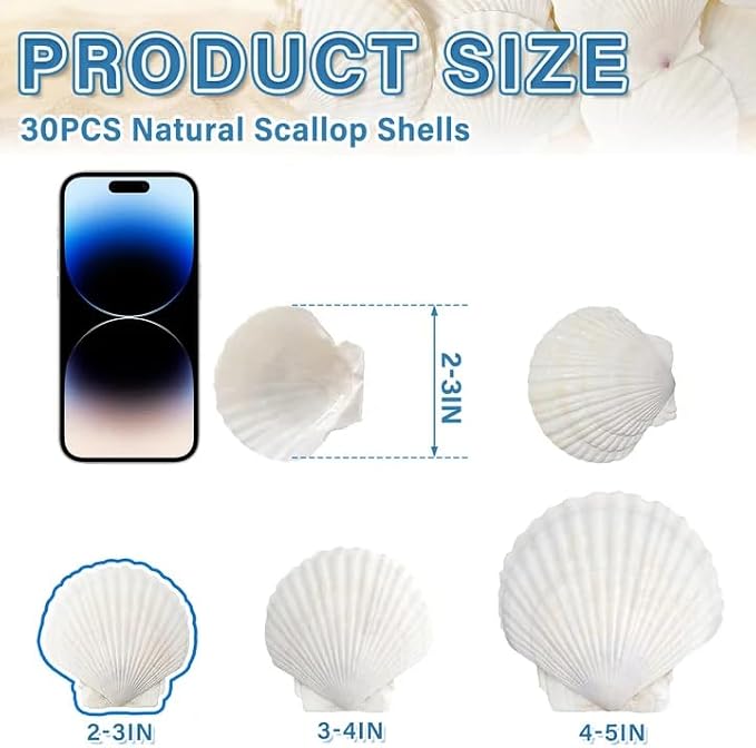 QICQDRAM 30PCS Sea Shells for Crafts Decoration 2''-3'' White Scallop Shells - Image 2