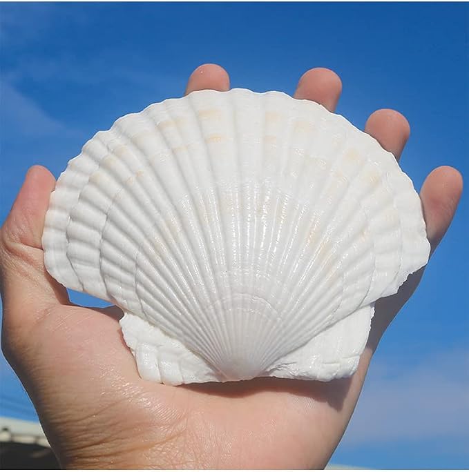 QEQEKAKA 10PCS Large Scallop Shells - Image 6