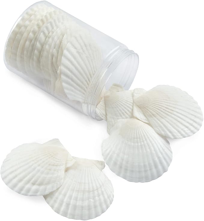 QICQDRAM 30PCS Sea Shells for Crafts Decoration 2''-3'' White Scallop Shells - Image 6