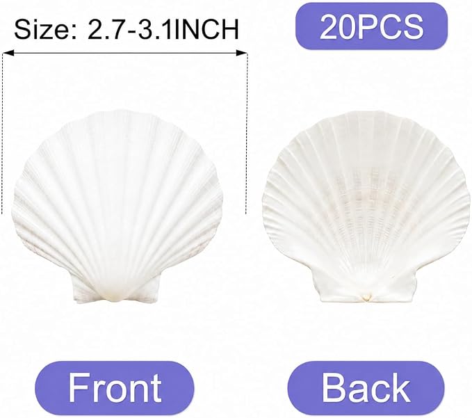 denking 20 PCS Scallop Shells 2.7-3.1 inch Natural White Seashells - Image 2