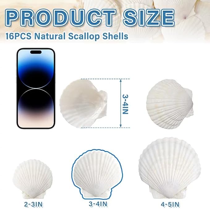 16PCS Sea Shells for Crafts Decoration 3"~4" White Scallop Shells for Crafts - Image 2