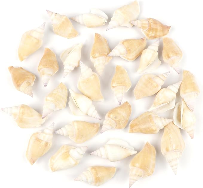 25 PCS+ Small Conch Shells Natural Sea Shells, Fish Tank and Vase Filler by Unknown