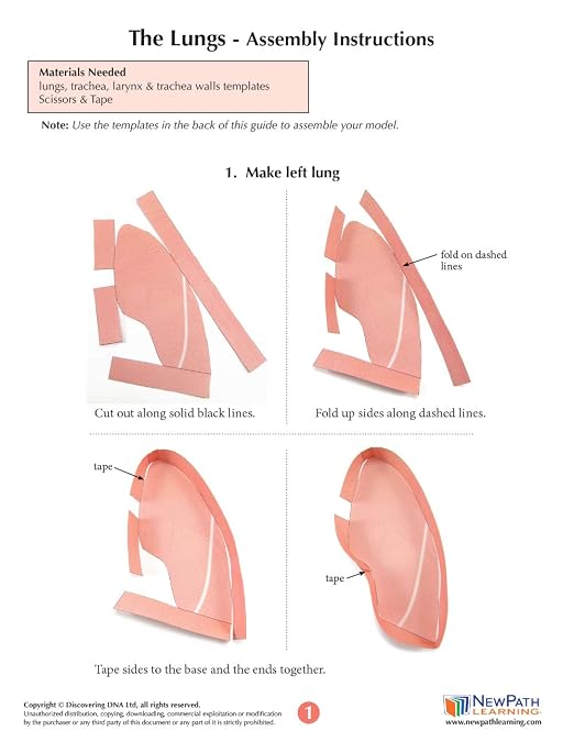 NewPath Learning Lungs 3-D Paper Model Making Kit, Set/5 Full-Color, Paper - Image 5