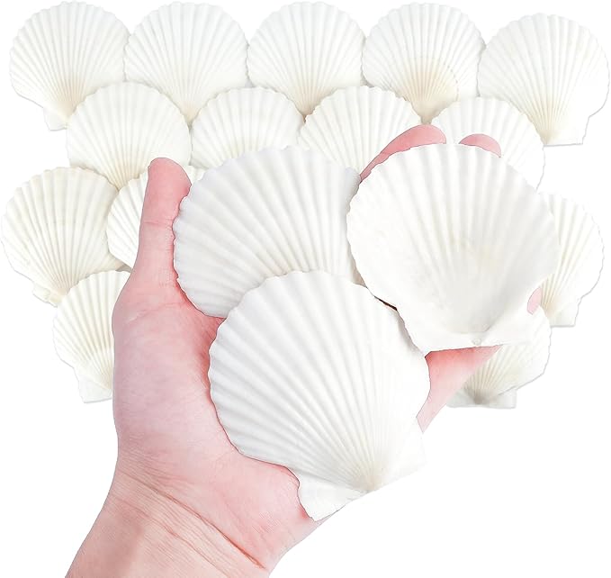 20 PCS Natural Scallop Shells for Crafts, 3 Inch White Seashell Decor for Home by Mkobon