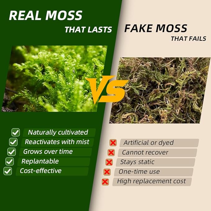 Live Moss Duo Pack 2 Types of Real Live Sheet/Sphagnum Moss - Image 4