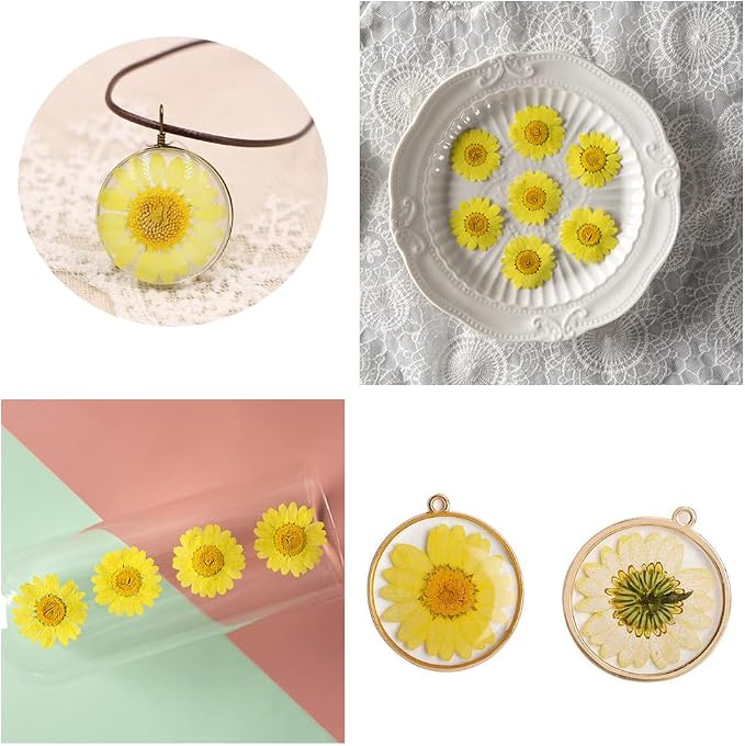 50pcs Natural Dried Daisy Flower, Vacuum Packaging, Pressed Flower - Image 3