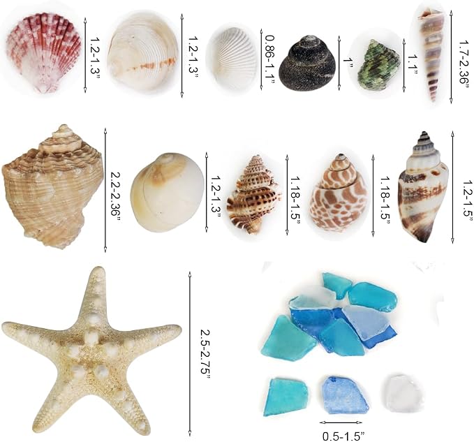 Natural Mixed Seashells Conch Starfish Sea Glass 1-2.8 Inch, 16.5 OZ | Bulk - Image 2