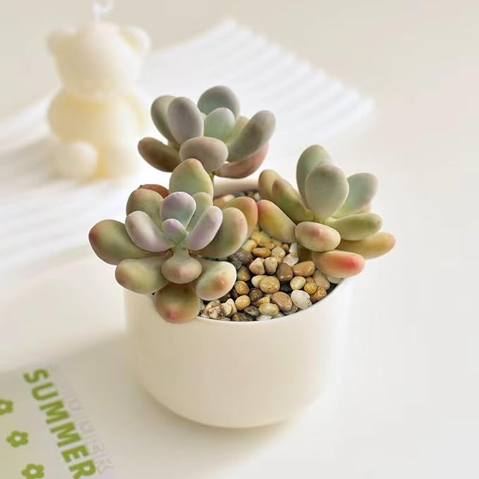 FANTIAN 2 Pounds Pebbles for Plants, 3/8 Inch Polished Pea Gravel. Decorative - Image 6