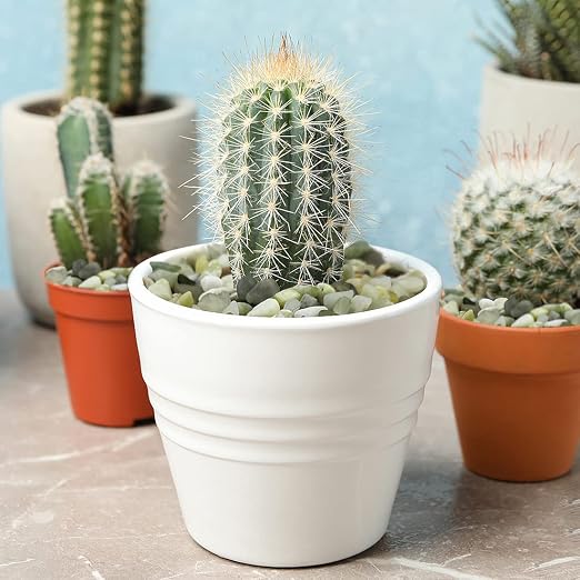 YISZM 5LB Succulent and Cactus Jade Pebbles, 3/8 Inch Natural Decorative - Image 2