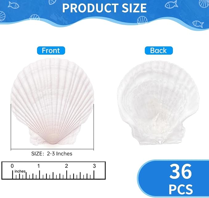36PCS Natural Scallop Shells for Crafts, 2-3 Inch White Sea Shells for - Image 2
