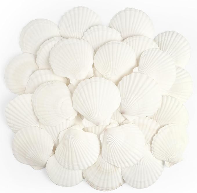 Jangostor 20 PCS Scallop Shells Natural Seashell, 2.3" to 3.5" White Scallop by Jangostor