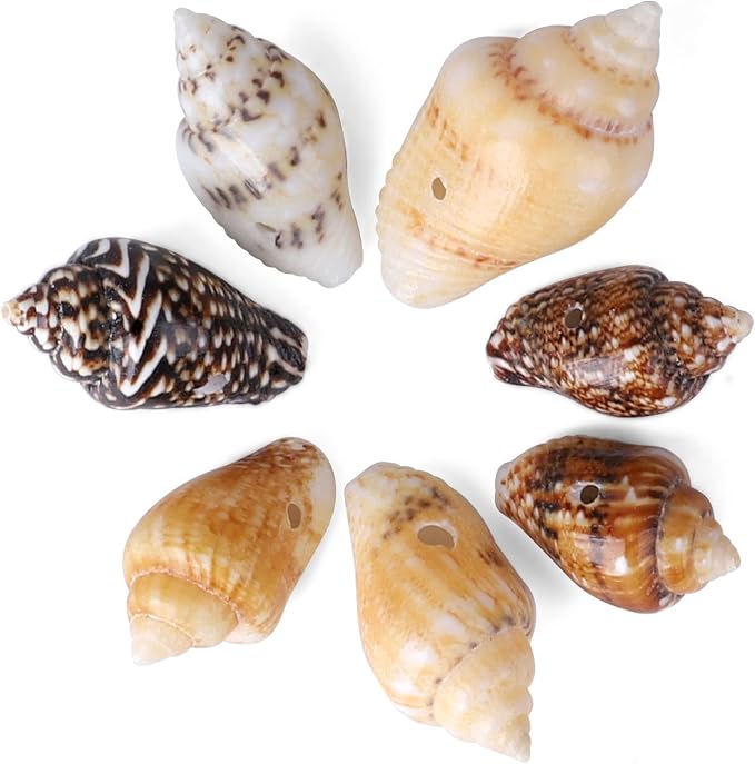 500pcs Natural Tiny Small Seashells - Image 5