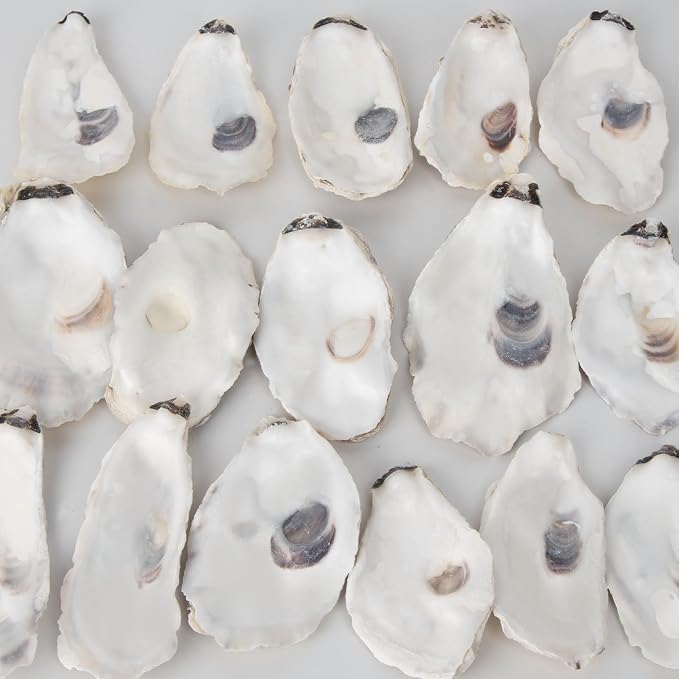 20 PCS Flat Oyster Shells for Crafts 3"-5" Natural Oyster Shells Bulk, for Home - Image 6