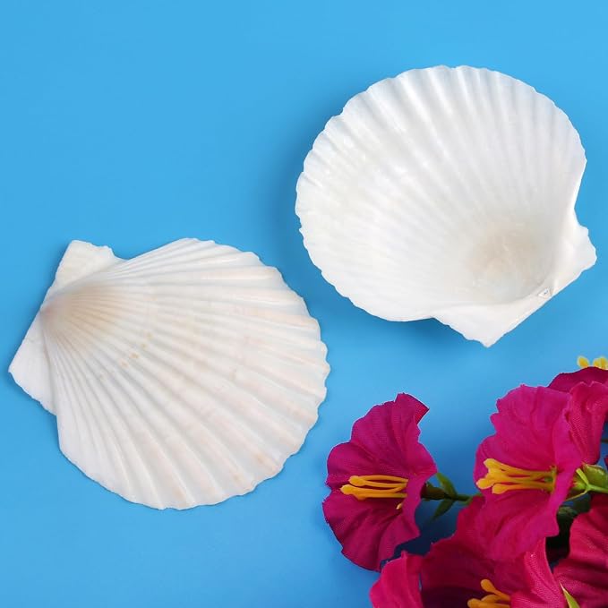 Mkobon 10 PCS Natural Scallop Shells - Image 7