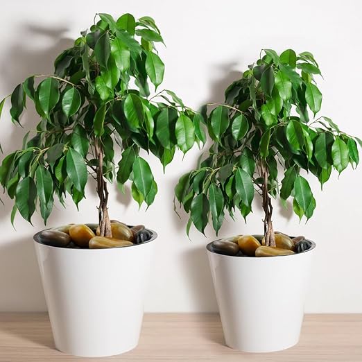YISZM 10lbs Pebbles for Indoor Plants, 2-3 Inch Mixed Color High Polished Large - Image 5