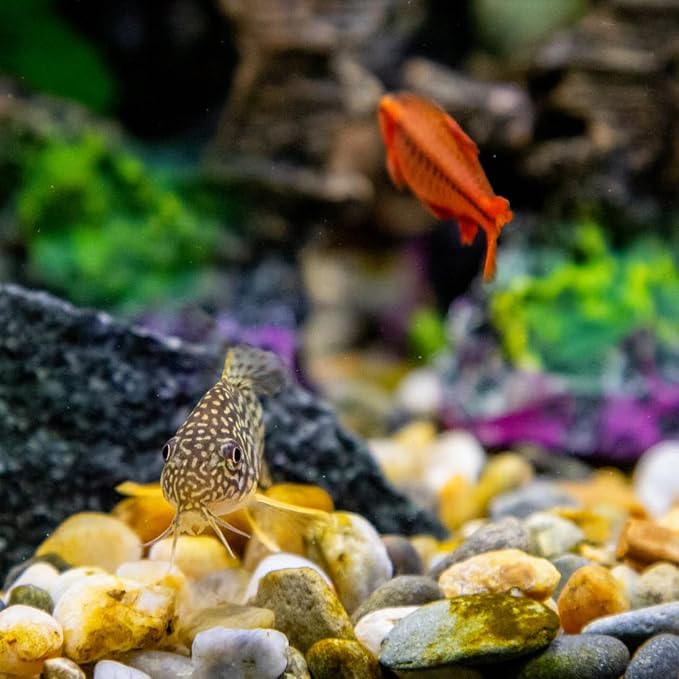 YISZM 20lbs Aquarium Rocks, 5/8" Natural River Rocks - Image 3