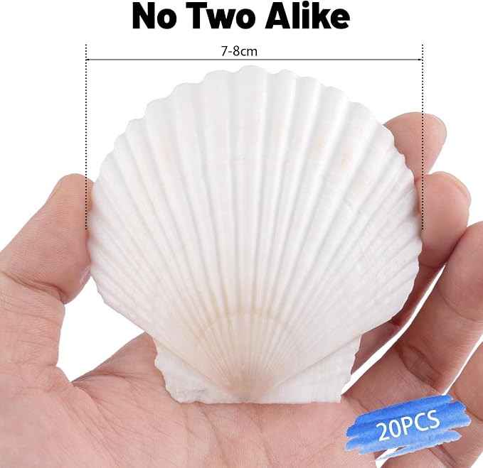 20 PCS Natural Scallop Shells for Crafts, 3 Inch White Seashell Decor for Home - Image 5