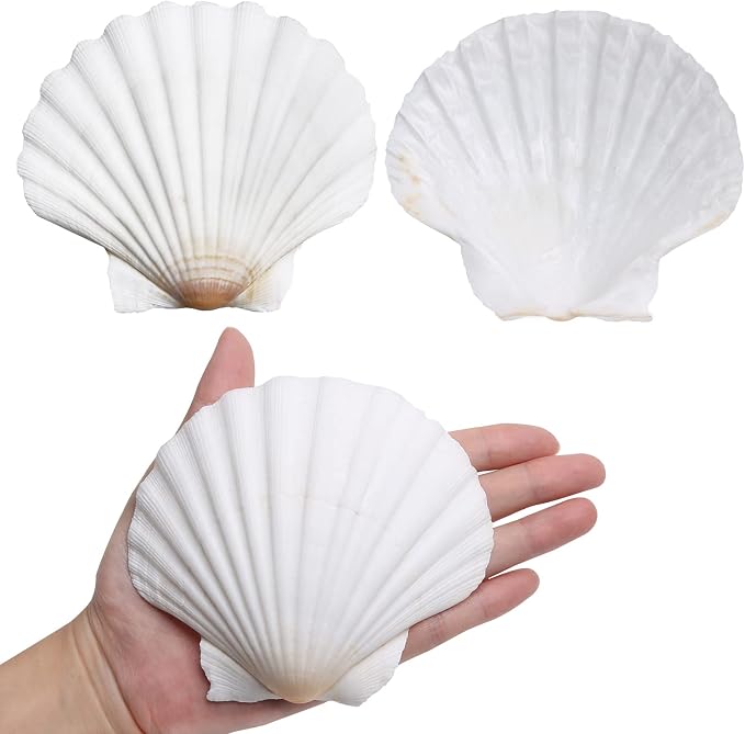 LUCKY BABY 4"-5" Scallop Shells by LUCKYBABY