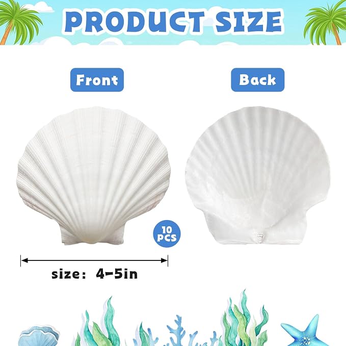 JOTNGDJBN 10PCS Large Natural Scallop Shells, 4-5 Inch White Sea Shells - Image 2