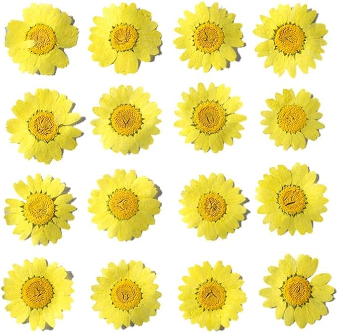 50pcs Natural Dried Daisy Flower, Vacuum Packaging, Pressed Flower by YUNZHI