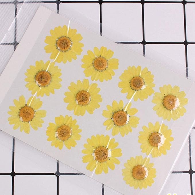 50pcs Natural Dried Daisy Flower, Vacuum Packaging, Pressed Flower - Image 2