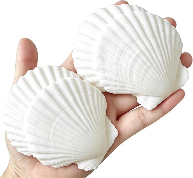 QICQDRAM 30PCS Sea Shells for Crafts Decoration 2''-3'' White Scallop Shells by QICQDRAM
