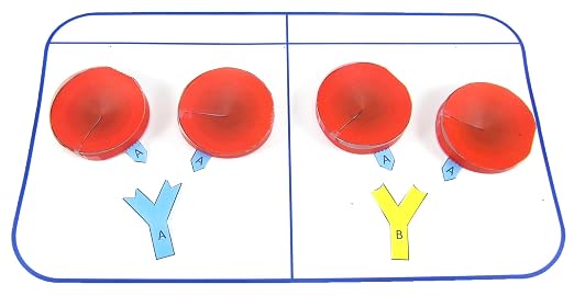 NewPath Blood Type Testing 3D Paper Model Making Kit by NewPathLearning