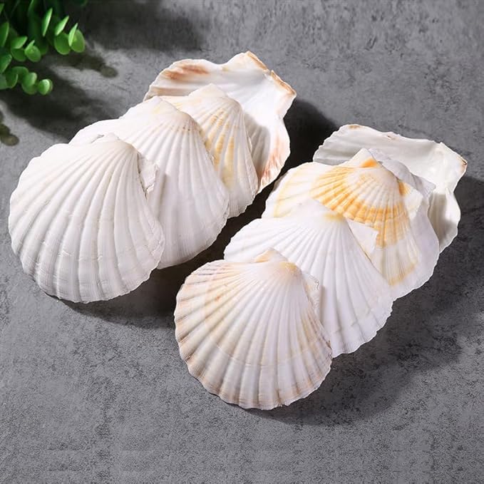 QEQEKAKA 8PCS Sea Shells for Craft 3‘’-4'’ Natural White Hawaiian Scallop by QEQEKAKA