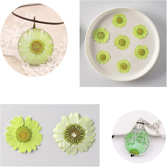 50pcs Natural Dried Daisy Flower, Vacuum Packaging, Pressed Flower - Image 3