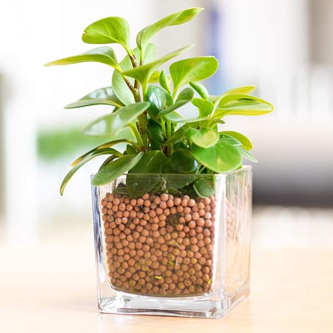 TOYPOPOR Clay Pebbles Gardening Ceramsite Orchid Hydroponic Grow Media Clay - Image 5