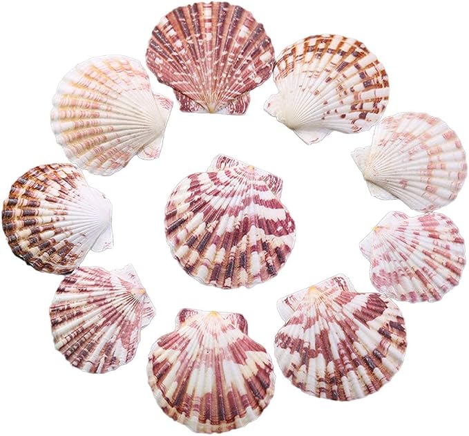 LUCKY BABY 50 PCS Natural Scallop Seashells by LUCKYBABY