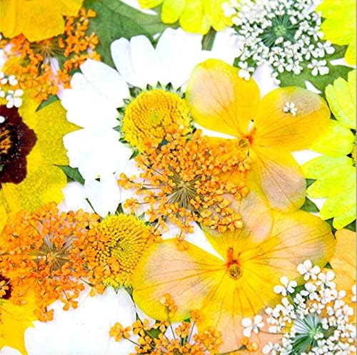 93 Pcs Yellow Dried Pressed Flowers Real Natural Leave Petals - Image 3