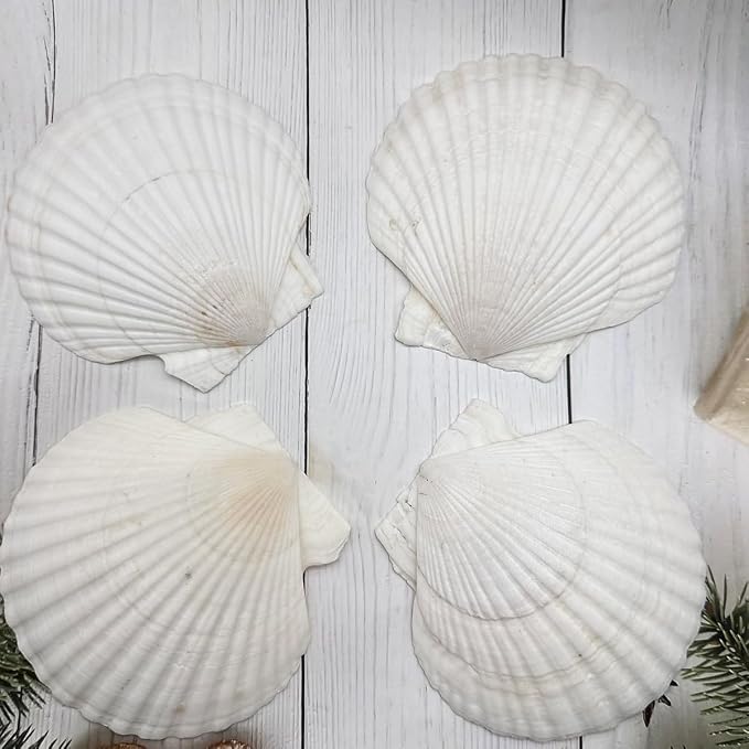10 PCS Seashells for Crafts4-5 Inches White Natural Bulk Scallop Shells for - Image 6