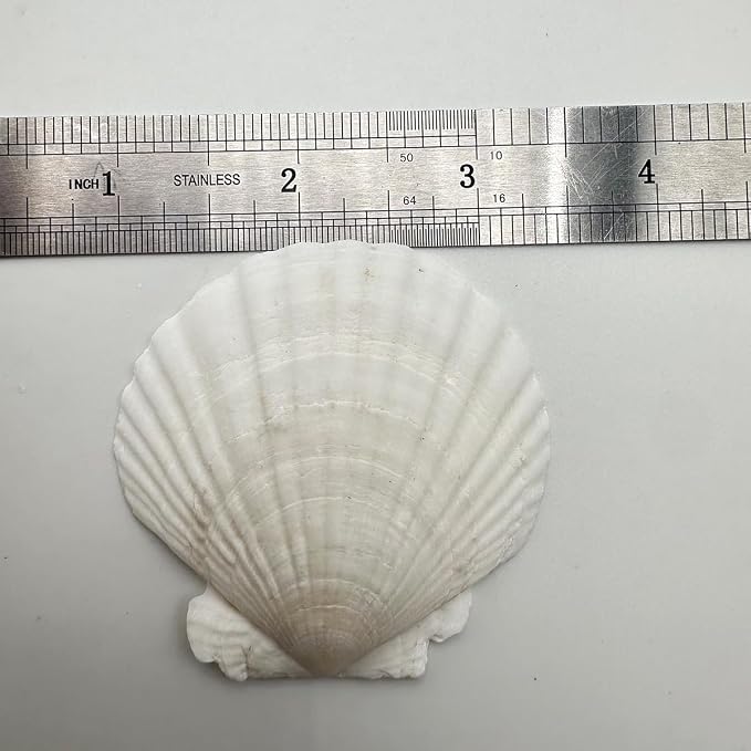 30 PCS Seashells for Crafts 2-3 Inches White Natural Bulk Scallop Shells for - Image 2