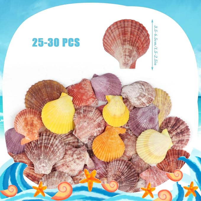 30 PCS+ Scallop Shells Natural Seashell, 1.5"-2.5" Colorful Scallop Shells - Image 2