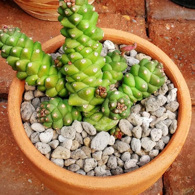 TOYPOPOR Horticultural Bonsai Pumice Succulent Cactus Plants Garden Turface - Image 6
