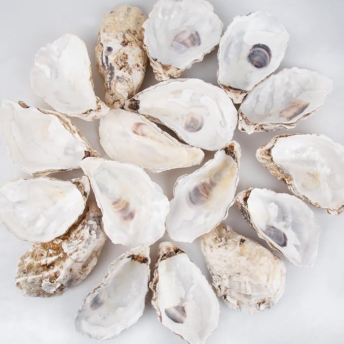 QEQEKAKA 30PCS Oyster Shells Flat & Concave 5"-6" Extra Large Oyster Shells by QEQEKAKA