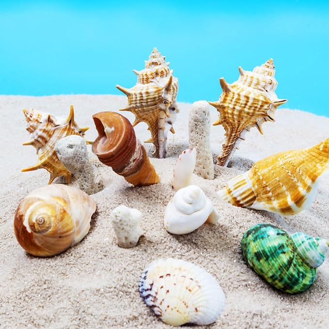 10 PCS+ Small Conch Shells Natural Sea Shells, Fish Tank and Vase Filler - Image 7