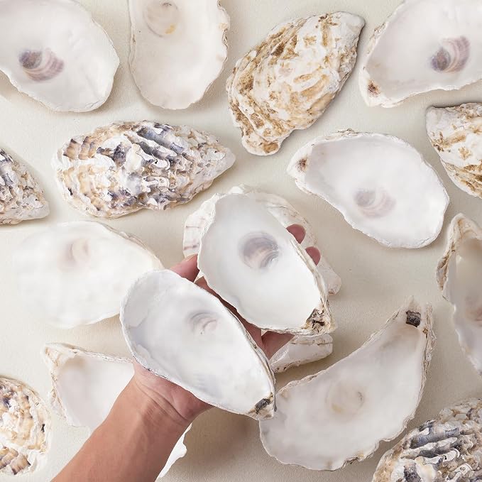 12 Pcs Natural Oyster Shells for Crafts, 5-6 inch Extra Large Seashells for - Image 4