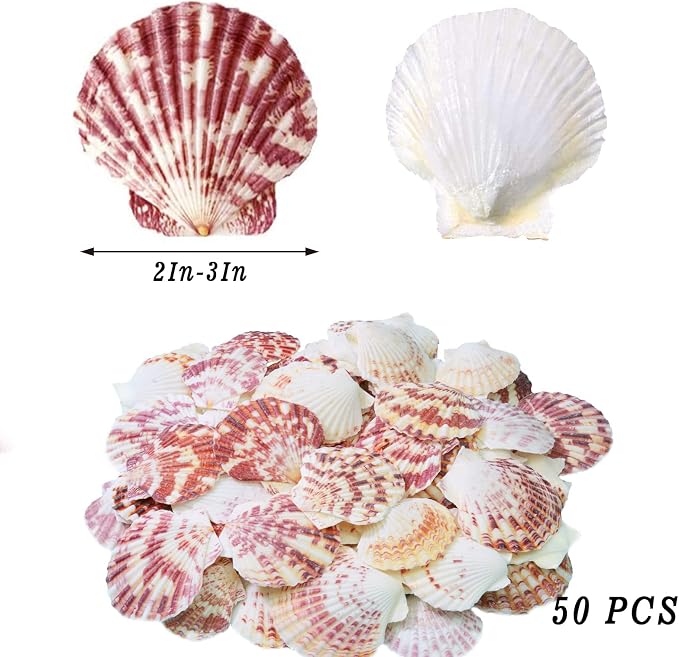LUCKY BABY 50 PCS Natural Scallop Seashells - Image 2